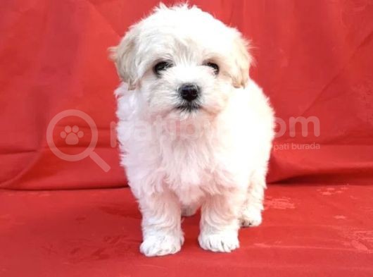 Maltipoo Mix Irk Garantili Yavrular