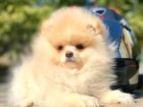 Ayı Surat Boo Pomeranian Yavrular