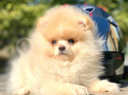 Ayı Surat Boo Pomeranian Yavrular görsel