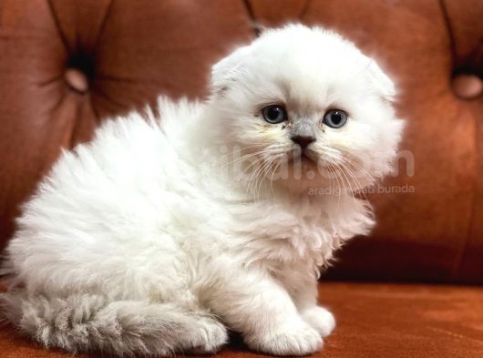 2 Aylık Dişi Yavru Longhair Fold Yavrumuz Yeni Yuvasını Arıyor görsel