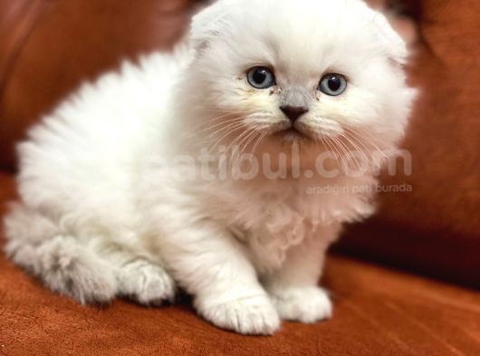 2 Aylık Dişi Yavru Longhair Fold Yavrumuz Yeni Yuvasını Arıyor