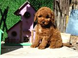 Safkan Red Brown Toy Poodle Yavrularimiz