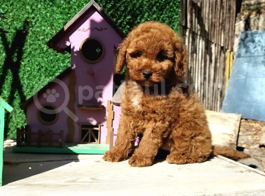 Safkan Red Brown Toy Poodle Yavrularimiz görsel