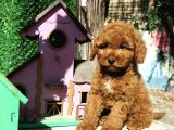 Safkan Red Brown Toy Poodle Yavrularimiz