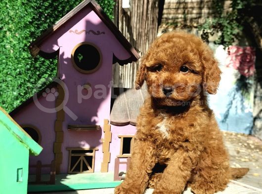 Safkan Red Brown Toy Poodle Yavrularimiz