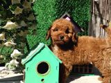 Safkan Red Brown Toy Poodle Yavrularimiz