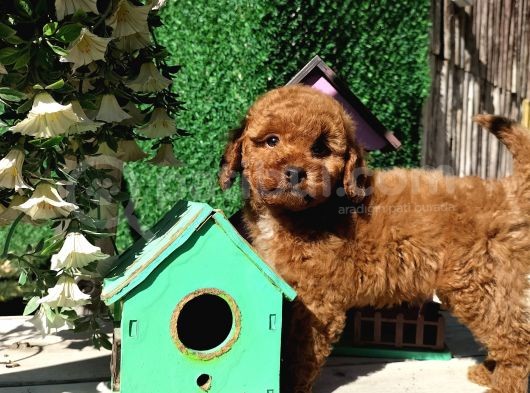 Safkan Red Brown Toy Poodle Yavrularimiz görsel