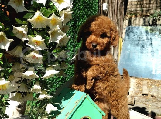 Safkan Red Brown Toy Poodle Yavrularimiz görsel
