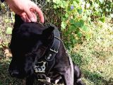 Saf Kan Cane Corso Italian