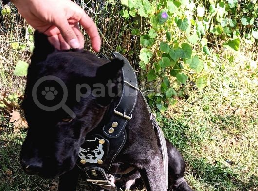 Saf Kan Cane Corso Italian