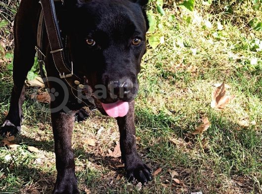 Saf Kan Cane Corso Italian görsel