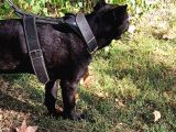 Saf Kan Cane Corso Italian