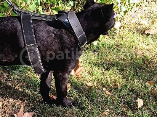 Saf Kan Cane Corso Italian görsel