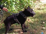 Saf Kan Cane Corso Italian