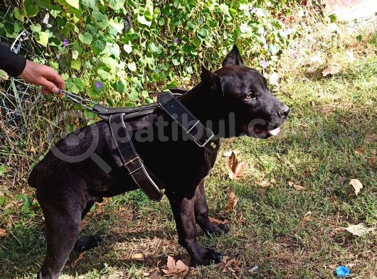 Saf Kan Cane Corso Italian görsel