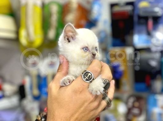 Blue Point Sadece Kaliteyi Görün görsel