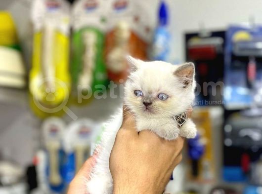 Blue Point Sadece Kaliteyi Görün görsel