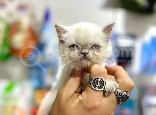 Blue Point Sadece Kaliteyi Görün görsel