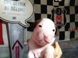Son Yavrular Sahiplendirilecektir
