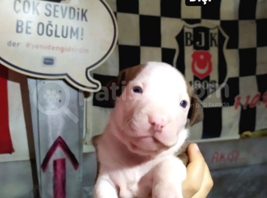 Son Yavrular Sahiplendirilecektir görsel