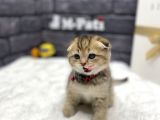 Muhteşem Tüy Ve Surat Yapisina Sahi̇p Scotti̇sh