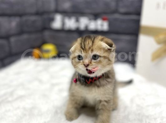Muhteşem Tüy Ve Surat Yapisina Sahi̇p Scotti̇sh görsel