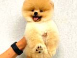 Ayı Surat Pomeranian Boo Yavrularımız
