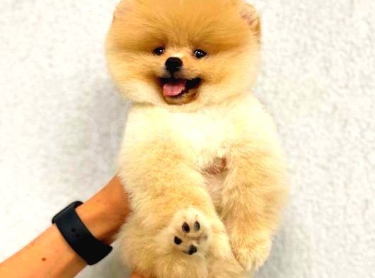 Ayı Surat Pomeranian Boo Yavrularımız görsel