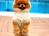 Ayı Surat Pomeranian Boo Yavrularımız
