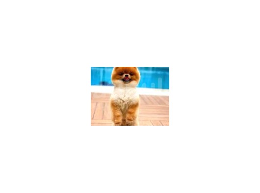 Ayı Surat Pomeranian Boo Yavrularımız