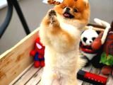 Ayı Surat Pomeranian Boo Yavrularımız