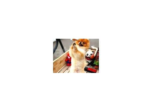 Ayı Surat Pomeranian Boo Yavrularımız görsel