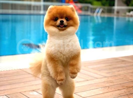 Ayı Surat Pomeranian Boo Yavrularımız görsel
