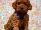 Safkan Maltipoo Yavrularımız