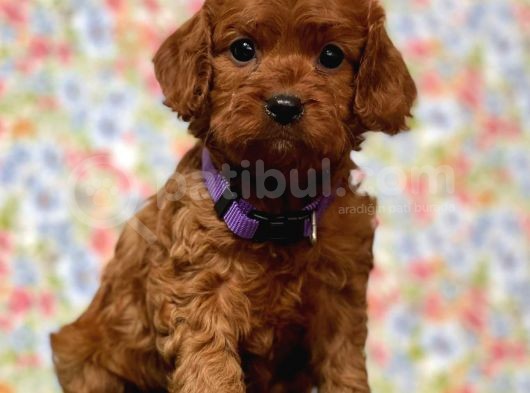 Safkan Maltipoo Yavrularımız