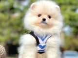 Safkan Teddy Ayı Surat Pomeranian Yavrularımız