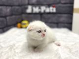 Show Kali̇te Scotti̇sh Fold