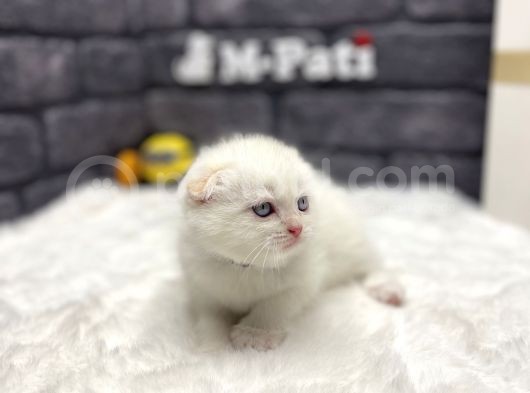 Show Kali̇te Scotti̇sh Fold görsel