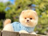 Safkan Teddy Ayı Surat Pomeranian Yavrularımız