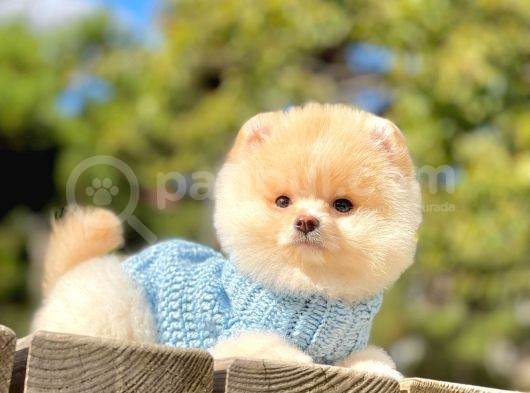 Safkan Teddy Ayı Surat Pomeranian Yavrularımız görsel