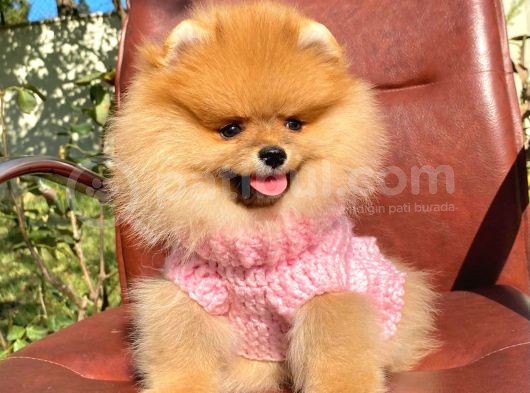 Safkan Teddy Ayı Surat Pomeranian Yavrularımız görsel