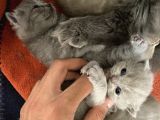 Scottish Fold