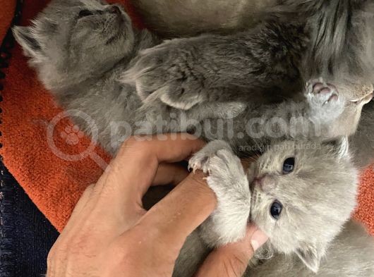 Scottish Fold görsel