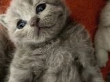 Scottish Fold