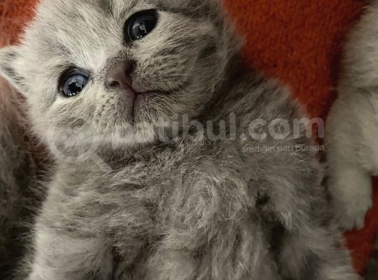 Scottish Fold