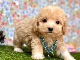 Safkan Maltipoo Yavrularımız