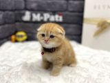 Safkan Irk Garanti̇li̇ Kendi̇ Yavrumuz