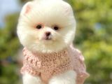 Safkan Teddy Ayı Surat Pomeranian Yavrularımız