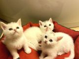 British Shorthair Yavru