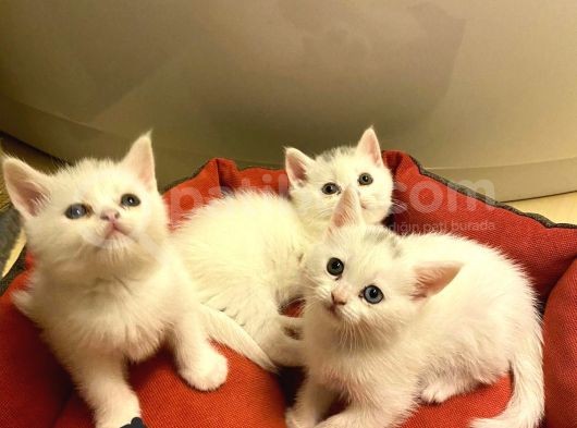 British Shorthair Yavru